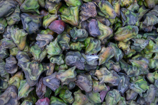Water chestnut or water caltrop, Trapa bispinosa, is an aquatic plant. Called Singhara or Paniphal , in Bengali. Vegetables for sale in a market in Territy Bazar, Kolkata, West Bengal, India.