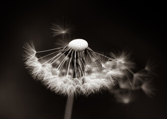 Pissenlits noir blanc 