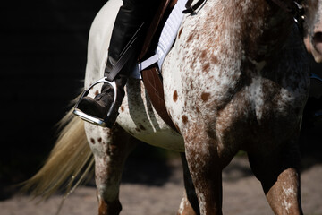 Leg of an English rider on an Appaloosa horse. 