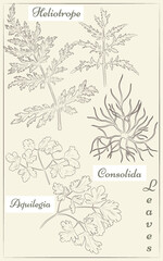 A set of Columbine, Phacelia and Larkspur leaves