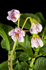 Fototapeta premium Pink potato fliwers, isolated on black background