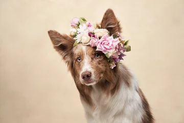 Fotobehang dog in flower wreath. happy border collies on color background. Love, relationship, funny  © annaav