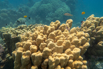 Colorful; picturesque coral reef at the bottom of tropical sea; great yellow porites coral; underwater landscape