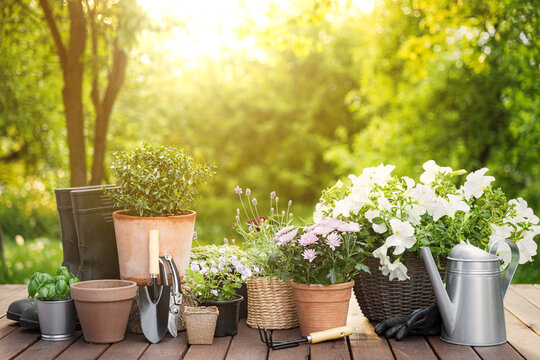 Different potted flowers, herbs, gardening equipment on green garden trees background. Hobby concept with plants, flowerpots on wooden deck terrace on sunny garden. Floral design for house decoration