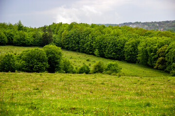 a wide green meadow