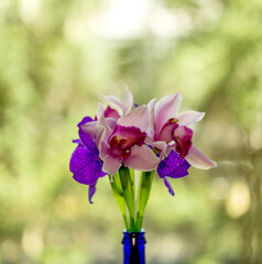 a blossoming heads of pink and blue orchids flowers (ophalaenopsis) in the bottle