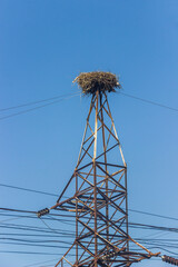 a nest of storks on the top of electric tower