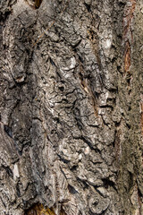 close-up bark of poplar tree