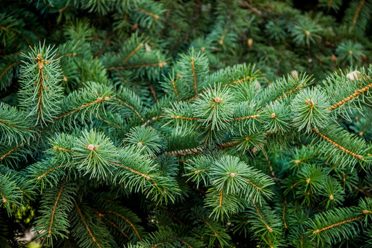 close-up a needles of fir tree (Abies alba)