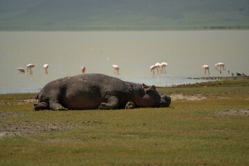 hippopotamus sleeping next to water