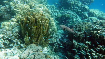 Fototapeta na wymiar Beautiful coral reefs of the Red Sea.