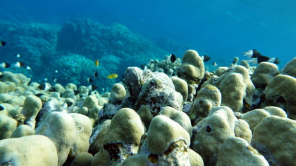 Beautiful fish on the Red Sea reef.