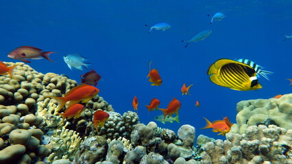 Colorful tropical fish on a coral reef, amazingly beautiful fairy world. In the coral gardens of the Red Sea.