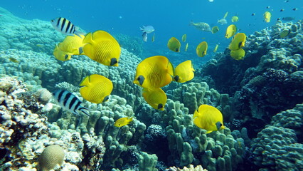 Masked butterflyfish. Fish - a type of bone fish Osteichthyes. Butterfly fish Chaetodontidae....