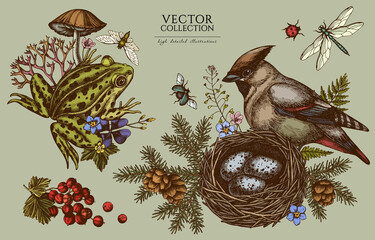 Mysterious forest vintage illustrations collection. Hand drawn logo designs with waxwing, nest, pool frog, moss, spruce branch, pine cones, mushrooms, insect, red currant, forget me not flower, clover