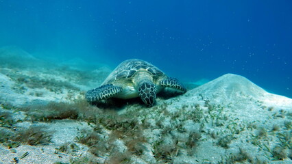 Big Green turtle on the reefs of the Red Sea.