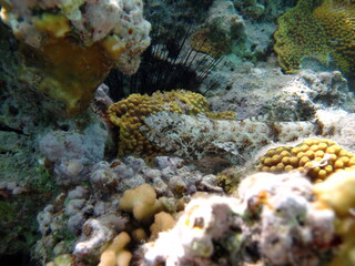 Beautiful fish on the Red Sea reef.