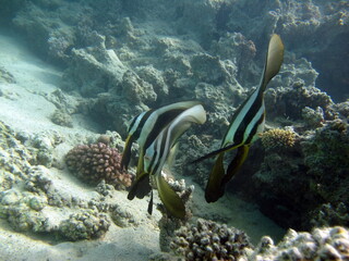 Long fin Longfin Batfish Platax family Ephippidae - grows up to 70 cm It feeds on algae and small invertebrates.