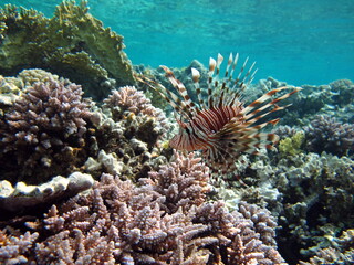 Fototapeta na wymiar Lion Fish in the Red Sea in clear blue water hunting for food . 