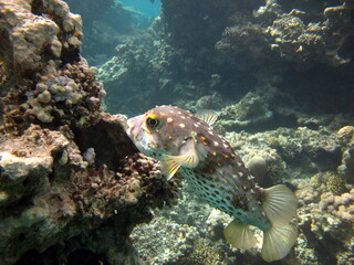 Fish hedgehog. Yellow-spotted cyclicht - grows up to 34 cm, feeds on crustaceans and molluscs. In...