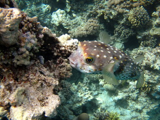 Fish hedgehog. Yellow-spotted cyclicht - grows up to 34 cm, feeds on crustaceans and molluscs. In case of danger, it takes the form of a ball, bristling spines.