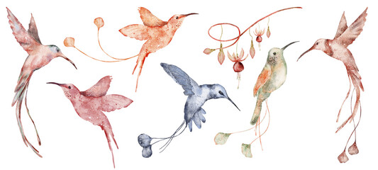 Watercolor hummingbird hand drawn illustration © EvgeniiasArt