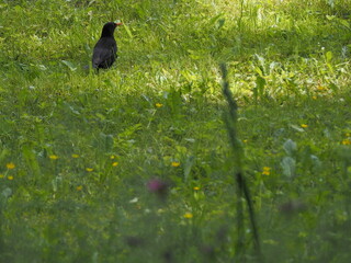 blackbird in the grass