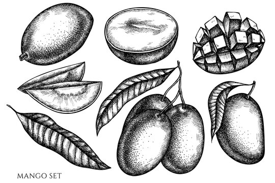 Fruits vintage vector illustrations collection. Black and white mango.