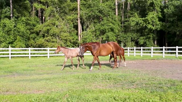 Roan Quarter horse filly slowly loping. 