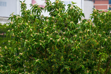 A blooming and lush magnolia tree