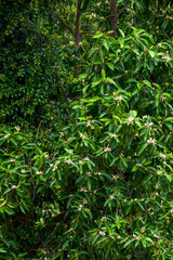 Naklejka premium A blooming and lush magnolia tree
