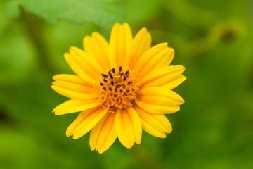 Close-up of a blooming beautiful yellow chrysanthemum