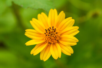 Close-up of a blooming beautiful yellow chrysanthemum