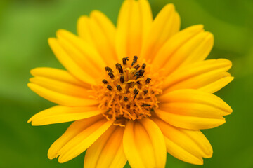 Close-up of a blooming beautiful yellow chrysanthemum