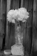 Peonies, bright beautiful flowers close-up. A peony flower in a crystal vase on the background of old wooden boards.