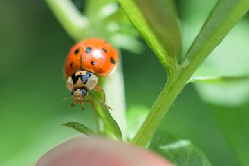 The invasive Asian Lady Beetle is found in our yard in Windsor in Upstate NY this summer,  Orange spotted ladybug on a green plant shot as macro.