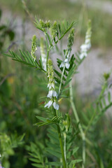 Inflorescence of goat's rute (Galega officinalis).