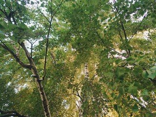 Birch tree's crown in the park or forest. Green fresh leaves on the treetop with sunrise. Beautiful green summer nature.