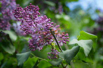 Fototapeta na wymiar Close-up of a dragonfly resting on a lilac bush.