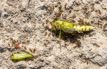 A tropical ants crawl on the body of a green grasshopper, Thailand