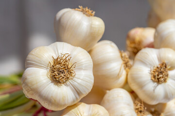 Young white garlic bulbs, close up garlic bulbs and cloves, daylight, texture background, natural medicine concept