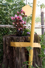 A flowerbed with flowers on a stump from an old rotten pear. There is a stump left from the pear tree, flowers grow in it.