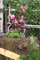A flowerbed with flowers on a stump from an old rotten pear. There is a stump left from the pear tree, flowers grow in it.
