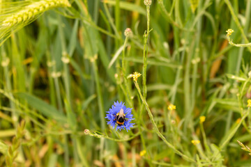 Bumblebee sits on a blue wild flower