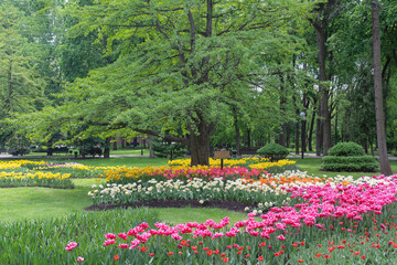 Various primroses of the spring garden. Beautiful May flowers.