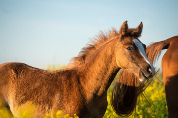 portrait of  beautiful  sorrel foal of sportive breed in meadow at blossom freedom with mom.