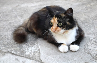 Young tricolor mongrel cat outdoors. Non-pedigreed cat.