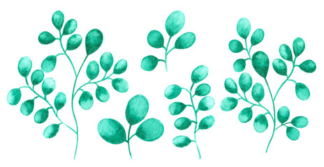 Fototapeta premium Hand drawn watercolor light and dark green colored wild plants with round leaves isolated on white background. Aquarelle set of design elements.