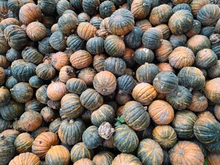 Kürbisse auf einem Haufen