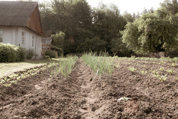 A plowed field near a house in the village. Deep furrows on which onions, potatoes, beets grow. Cultivated field, agricultural crops.